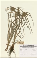 藏品(磚子苗屬)的圖片